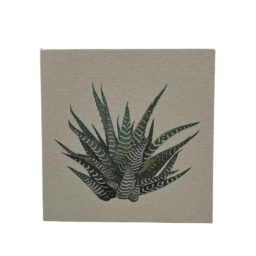 Howarthia Plant Card